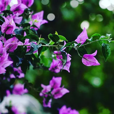 Mona Apart Akyaka Aparthotel *